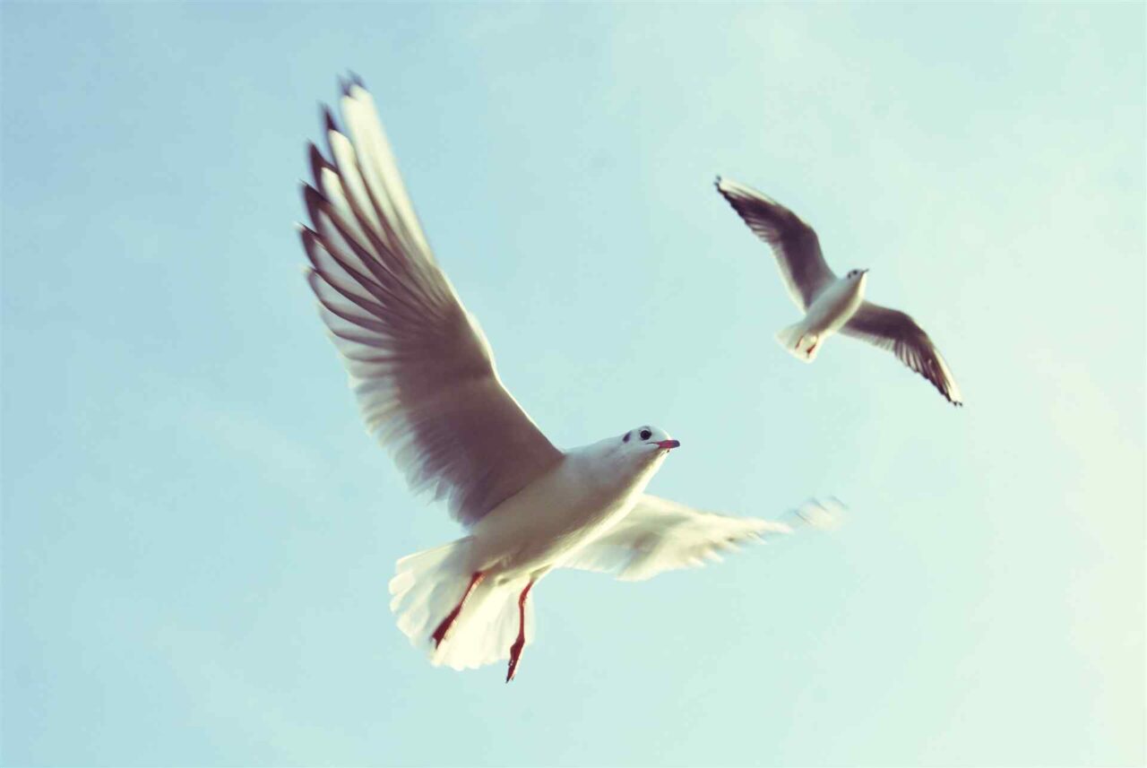 PETS-bird1-1280x857.jpg